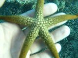 Foto: Great Barrier Reef